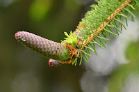 Newly emerged female cones on spruce Newly emerged female cones on spruce