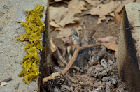 Drying candied spruce buds Drying candied spruce buds