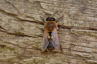 Male honeybee (drone) Male honeybee (drone)