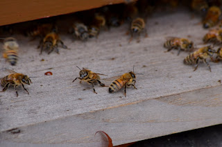 Female honeybees guarding the hive Female honeybees guarding the hive