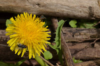 Dandelion with house flies Dandelion with house flies