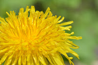 Dandelion flower head Dandelion flower head
