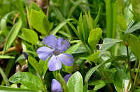 Periwinkle - Vinca minor Periwinkle - Vinca minor