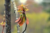 Silver maple Silver maple