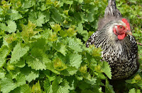 Waffle in the garlic mustard patch Waffle in the garlic mustard patch