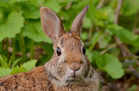 Eastern cottontail - Sylvilagus floridanus Eastern cottontail - Sylvilagus floridanus