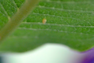 Monarch egg on underside of milkweed leaf Monarch egg on underside of milkweed leaf