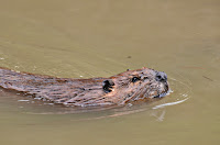 beaver swimming beaver swimming