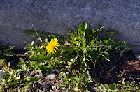 Dandelion Dandelion