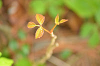 Poison ivy leaflets emerging, note: woody stem Poison ivy leaflets emerging, note: woody stem