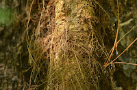 Poison ivy vine on pine, Note: furry aerial roots Poison ivy vine on pine, Note: furry aerial roots