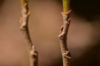 Poison ivy has woody stems Poison ivy has woody stems