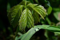 Virginia creeper is a look alike, but has five leaflets and has suction disks at end of tendrils Virginia creeper is a look alike, but has five leaflets and has suction disks at end of tendrils