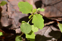 Jewelweed showing its paired cotyledons and emergent secondary leaves Jewelweed showing its paired cotyledons and emergent secondary leaves