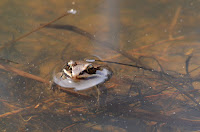 Wood frog Wood frog