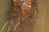 Wood frog tadpoles Wood frog tadpoles