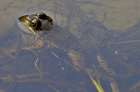 Green frog (male) Green frog (male)