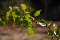 Quaking aspen (Populus tremuloides) Quaking aspen (Populus tremuloides)