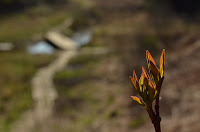Alternate leaf dogwood (Cornus alternifolia) Alternate leaf dogwood (Cornus alternifolia)