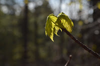 Red maple (Acer rubrum) Red maple (Acer rubrum)