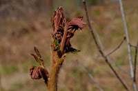 Staghorn sumac (Rhus typhina) Staghorn sumac (Rhus typhina)