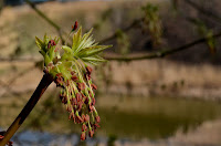 Male boxelder (Acer negundo) Male boxelder (Acer negundo)