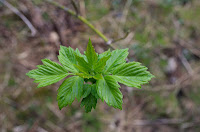 Boxelder (Acer negundo) Boxelder (Acer negundo)