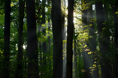 Sunlight filtering through pines/red maples Sunlight filtering through pines/red maples