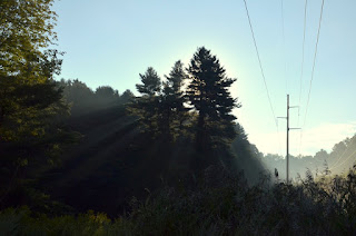 Sunlight filtering through pines in Centennial Woods powerline cut Sunlight filtering through pines in Centennial Woods powerline cut