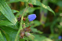 Dew on unopened chicory flower Dew on unopened chicory flower