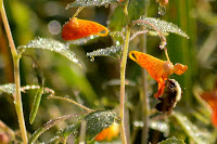 Dew on bumblebee and spotted jewelweed Dew on bumblebee and spotted jewelweed