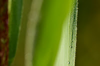 Dew on Phragmites leaves Dew on Phragmites leaves