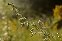 Dew on mugwort flower buds Dew on mugwort flower buds