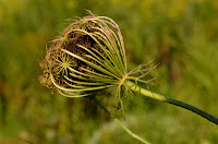 Aptly named birds nest (Queen Anne's lace) Aptly named birds nest (Queen Anne's lace)