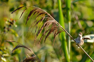 Female ruby-throated hummingbird (note white tips on tail) Female ruby-throated hummingbird (note white tips on tail)