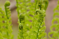 Ostrich fern Ostrich fern