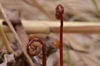 Sensitive fern Sensitive fern