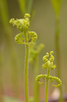 Hay-scented fern Hay-scented fern