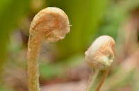Cinnamon fern Cinnamon fern