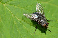 Blue blow fly (Cynomya cadaverina) Blue blow fly (Cynomya cadaverina)