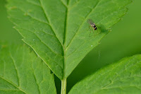Long-legged fly (Dolichopodidae) Long-legged fly (Dolichopodidae)