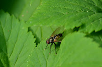 Common house fly (Musca domestica) Common house fly (Musca domestica)