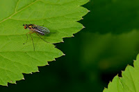 Long-legged fly (Dolichopodidae)? Long-legged fly (Dolichopodidae)?