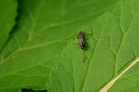 Pimpla sp. ichneumon wasp Pimpla sp. ichneumon wasp