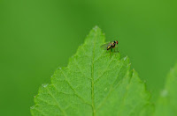 Long-legged fly (Dolichopodidae)? Long-legged fly (Dolichopodidae)?