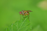 Muscoidea, possibly female Anthomyiidae Muscoidea, possibly female Anthomyiidae