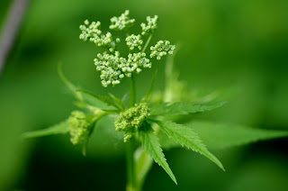 Goutweed flower buds Goutweed flower buds