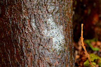 Drool at base of white cedar tree Drool at base of white cedar tree
