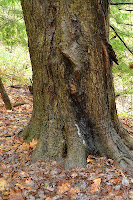 Drool where water landed after dripping off scar on red maple Drool where water landed after dripping off scar on red maple