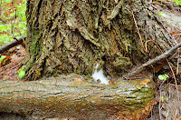 Bubbles accumulating in groove at base of elm Bubbles accumulating in groove at base of elm